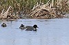 Peter Keijer · Amerikaanse Wintertaling