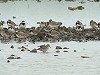 Robert van der Meer · Bonapartes Strandloper