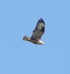 Marco Knipping · Arendbuizerd