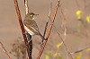 Rob Halff · Kleine Spotvogel