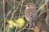 Garry Bakker · Kleine Spotvogel 