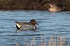 Eric Menkveld · Amerikaanse Wintertaling