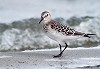 Karel A Mauer · Bairds Strandloper