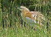 Cees Struijk · Ralreiger