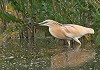 Cees Struijk · Ralreiger