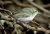 Hans Gebuis · Kleine Spotvogel