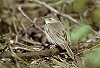 Hans Gebuis · Kleine Spotvogel