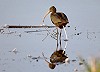 Hans Gebuis · Zwarte Ibis