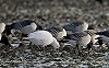 Martin van der Schalk · Ross' Gans 