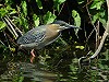 Luuk Punt · Groene Reiger