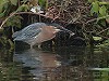 Sjaak Schilperoort · Groene Reiger