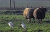 Hans Gebuis · Koereiger