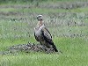 Marc Plomp · Arendbuizerd