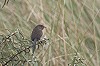 Corstiaan Beeke · Atlantische Provencaalse Grasmus