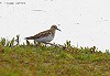 Wietze Janse · Bairds Strandloper