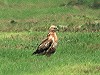 Harm Niesen · Arendbuizerd