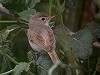 Sjaak Schilperoort · Kleine Spotvogel