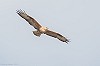 Garry Bakker · Arendbuizerd