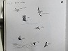 Bram Rijksen · Stormvogeltje