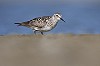 Martijn Verdoes · Bairds Strandloper