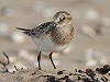 Jeroen Bes · Bairds Strandloper