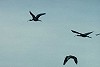 Roef Mulder · Zwarte Ibis