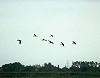 Roef Mulder · Zwarte Ibis 