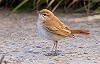 Arnoud B van den Berg · Westelijke Rosse Waaierstaart, Maasvlakte, 27 september 2016, Arnoud B van den Berg