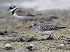 Jan van Holten · Bonapartes Strandloper