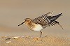 Michel Veldt · Bairds Strandloper