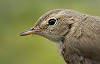 Arnoud B van den Berg / Vrs Van Lennep · Kleine Spotvogel