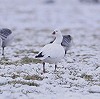 René M van Loo · Ross' Gans