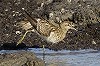 Eric Menkveld · Siberische Strandloper