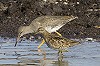 Eric Menkveld · Siberische Strandloper