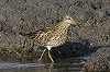 Eric Menkveld · Siberische Strandloper