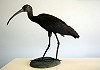 Bé van Kuik · Zwarte Ibis