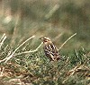 Arie Ouwerkerk · Wilgengors 29-09-1989 Terschelling; © Arie Ouwerkerk