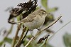 Eric Menkveld · Kleine Spotvogel