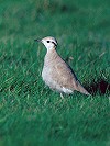 Arnold Meijer · Renvogel