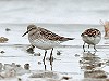 Bas van den Boogaard · Bonapartes strandloper