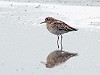 MvD · Siberische Strandloper