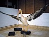 Ruud E Brouwer · Roze pelikaan