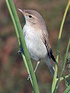 Leo JR Boon · Kleine Spotvogel