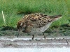 Leo JR Boon · Siberische Strandloper