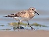 René Pop · Bairds Strandloper