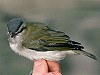 Arnold Wijker · Roodoogvireo