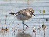 Patrick Palmen · Bonapartes Strandloper