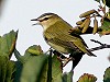 Johan Buckens · Roodoogvireo