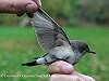 Siep van Lingen · Perzische Roodborst