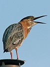 Chris van Rijswijk <a href="http://www.birdshooting.nl">www.birdshooting.nl</a> · Groene Reiger